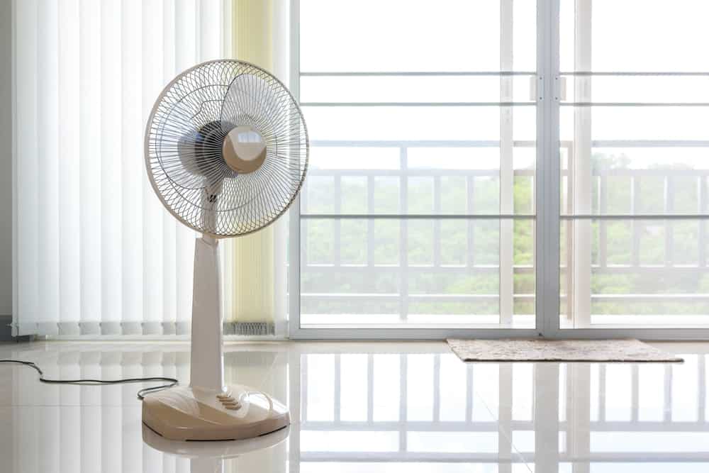 Pedestal Fan 